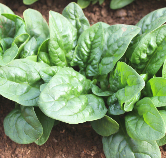 Green Beret Hybrid Spinach Seeds packet from Seeds 'n Such, showing vibrant green seeds in a resealable packet.