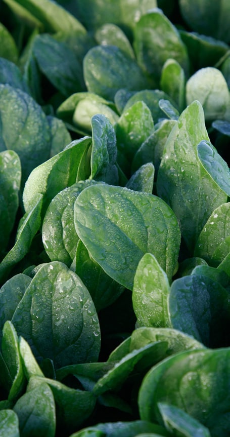 Lakeside Hybrid Spinach Seeds - Blessings Grow Meadows