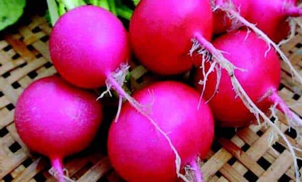 Pink Beauty Radish Seeds packet from Seeds 'n Such, showing vibrant radish seed packet with colorful design and seed details.