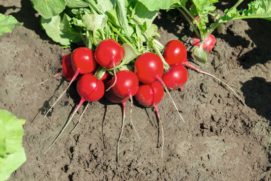 Packet of Seeds 'n Such Roxanne Hybrid Radish Seeds showing 250 seeds in a colorful packet.