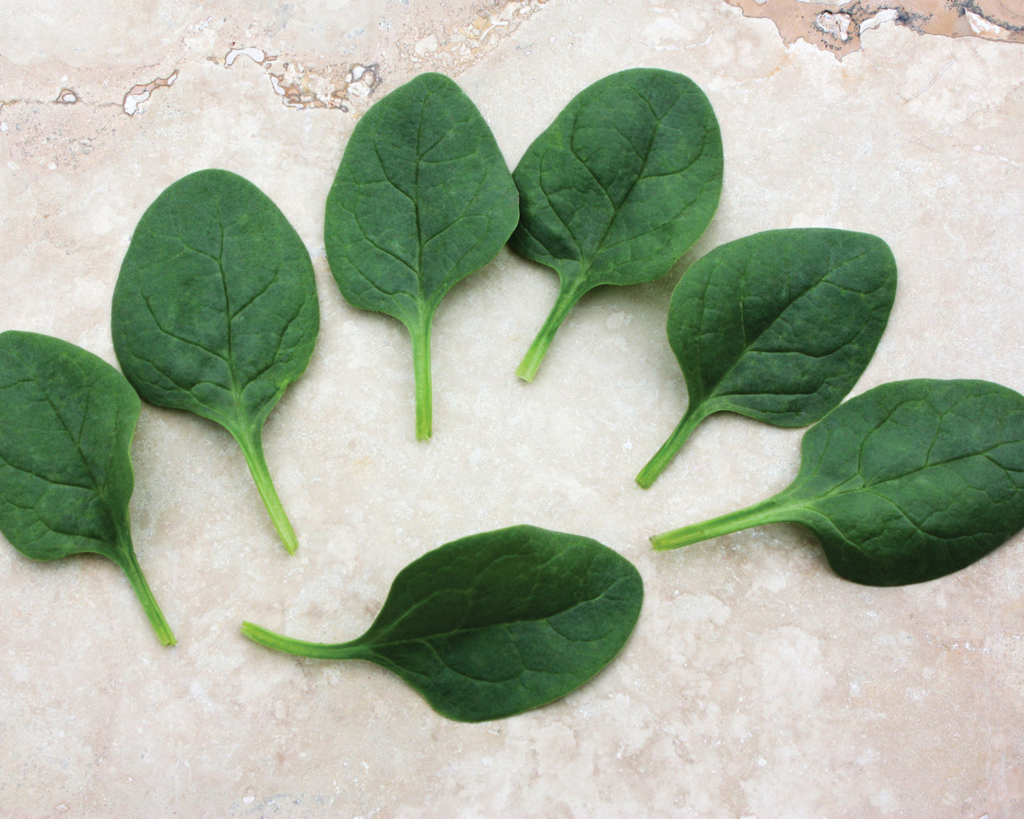 Packet of Seeds 'n Such Seaside Hybrid Spinach Seeds with 250 seeds for planting and growing fresh spinach.