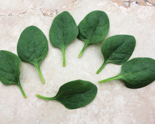 Packet of Seeds 'n Such Seaside Hybrid Spinach Seeds with 250 seeds for planting and growing fresh spinach.
