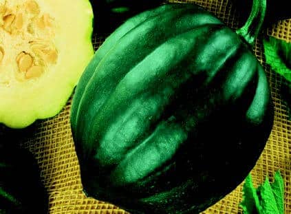 Packet of Seeds 'n Such Acorn or Table Queen winter squash seeds showing 30 seeds in a labeled packet.
