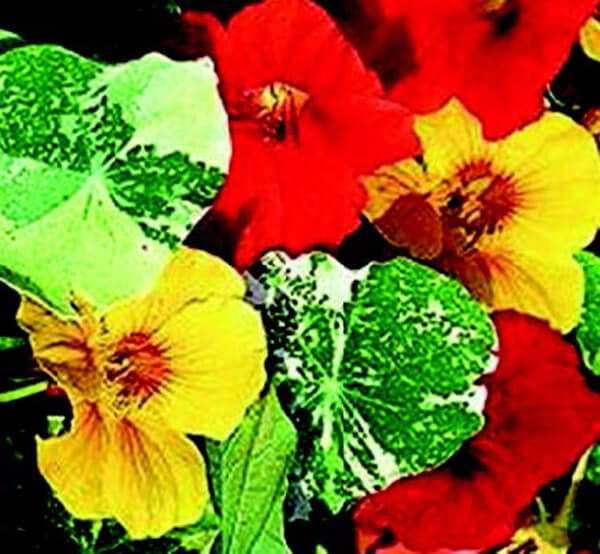 Packet of Alaska Mix Nasturtium Seeds by Seeds 'n Such showing vibrant seed packet with 30 colorful nasturtium seeds.