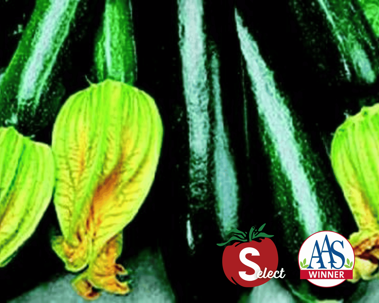 Black Beauty Zucchini Squash Seeds - Blessings Grow Meadows