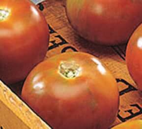 Burpee's Long-Keeper Tomato Seeds - Blessings Grow Meadows