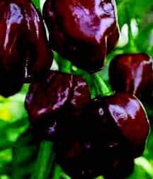 Congo Black Hot Pepper Seeds packet from Seeds 'n Such, showing 30 black hot pepper seeds in a bright packet.