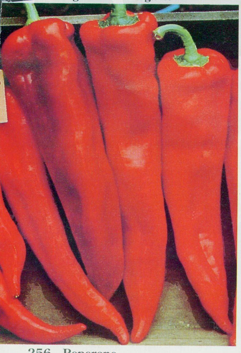 Packet of Corno di Toro red pepper seeds from Seeds 'n Such, showcasing 30 seeds for planting.