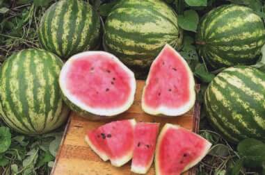 Packet of Seeds 'n Such Crimson Sweet Watermelon Seeds showing bright red seed packet with 30 seeds inside.