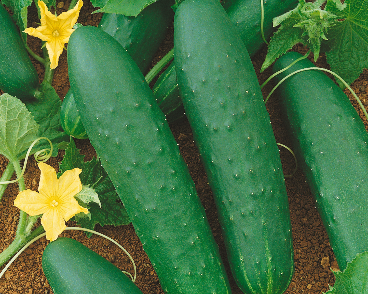 Packet of Seeds 'n Such Double Yield Cucumber Seeds showing 30 seeds in a colorful packet.