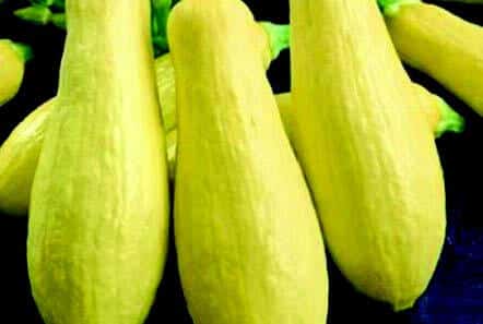 Packet of Seeds 'n Such Early Prolific Straightneck Summer Squash seeds showing bright yellow squash illustrations.
