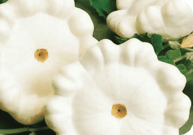 Early White Bush Scallop Summer Squash Seeds - Blessings Grow Meadows