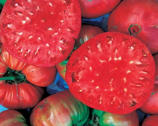 Packet of Seeds 'n Such Giant Belgium Tomato Seeds with 30 seeds for planting and growing large, flavorful tomatoes.
