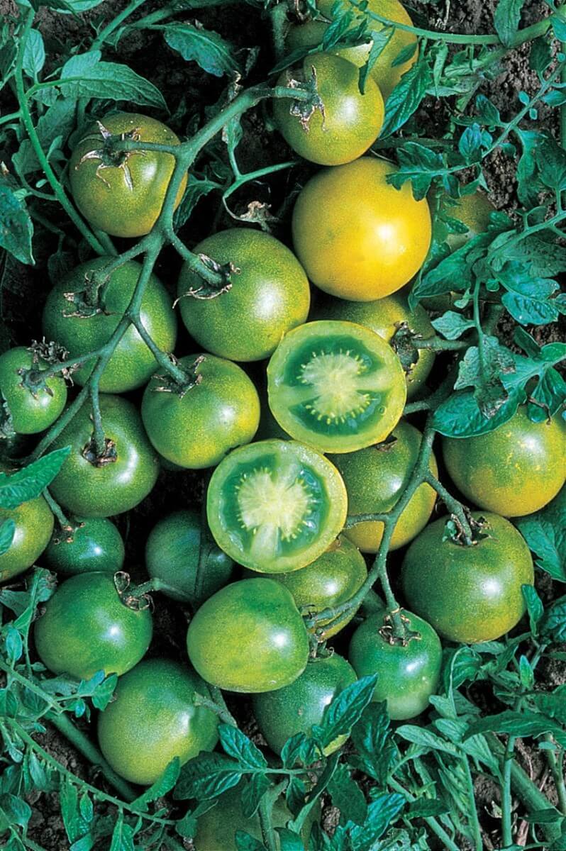 Green Grape Tomato Seeds packet by Seeds 'n Such showing 30 seeds inside for planting and growing.