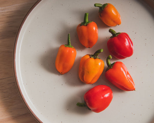 Seven vibrant orange and red Mini Belle Mix peppers, grown from Seeds 'n Such seeds, are arranged on a round cream plate with a brown rim atop a light wooden surface.