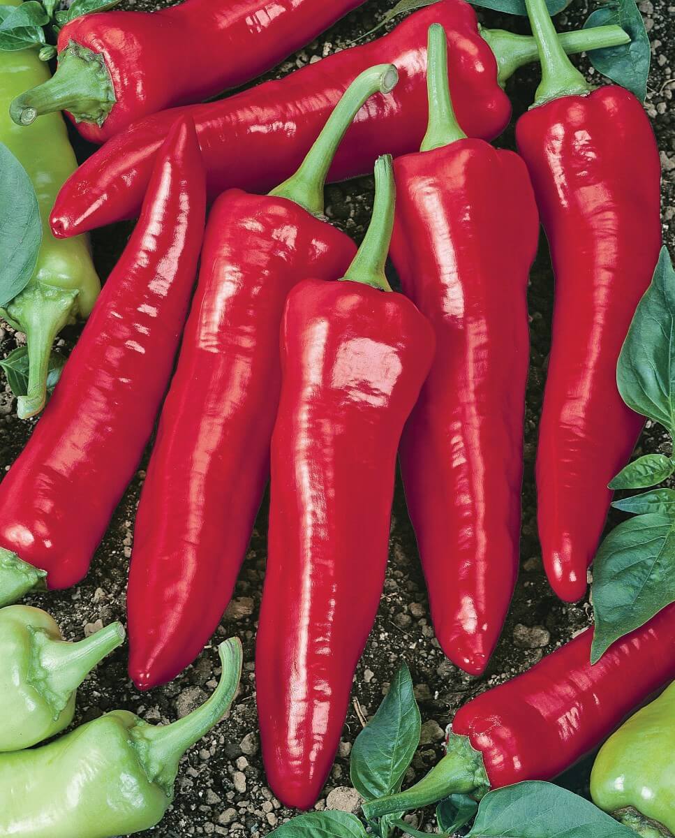 Packet of Numex Big Jim Hot Pepper Seeds from Seeds 'n Such, featuring bright seed packet with 30 seeds for spicy pepper cultivation.