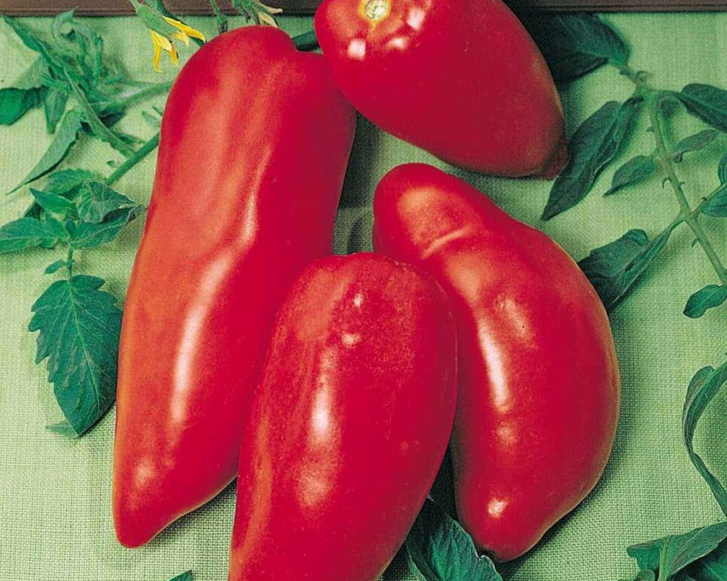 Opalka tomato seeds packet from Seeds 'n Such showing 30 seeds for planting and gardening.