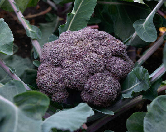 Purple Magic Hybrid Broccoli Seeds packet from Seeds 'n Such showing 30 seeds for planting and growing vibrant purple broccoli.