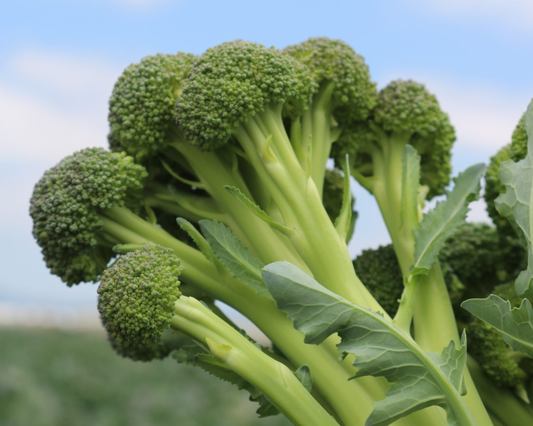Packet of Skytree Hybrid Broccoli Seeds from Seeds 'n Such showing 30 seeds in a clear packet for gardening.