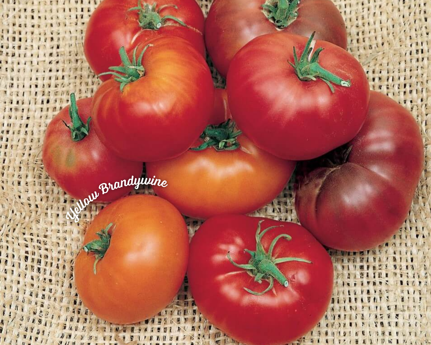 Yellow Brandywine Tomato Seeds - Blessings Grow Meadows