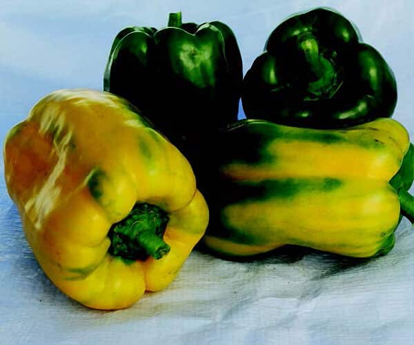 Yellow Monster Pepper Seeds packet from Seeds 'n Such showing bright yellow pepper seed packet for planting and gardening.