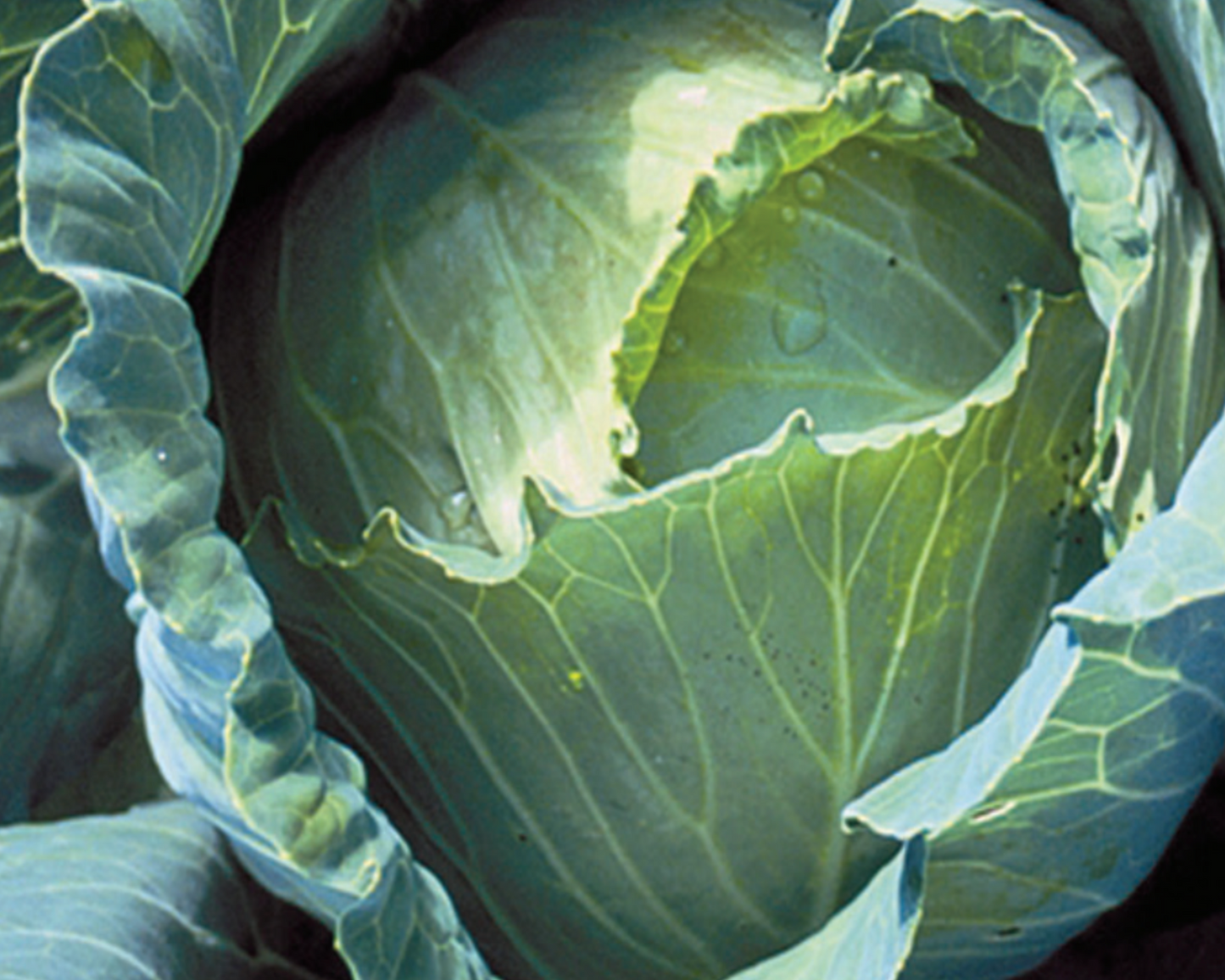 Packet of Copenhagen Market Cabbage Seeds from Seeds 'n Such showing a colorful seed packet with 300 seeds for gardening.