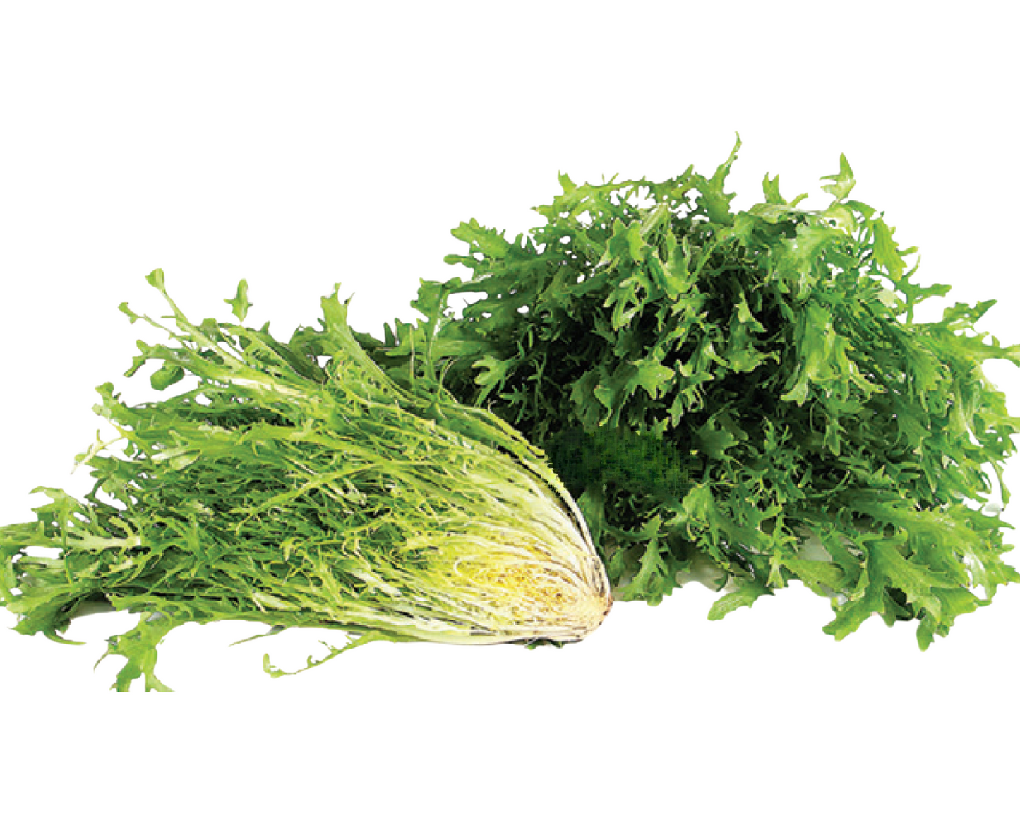 Frisee Endive Seeds - Blessings Grow Meadows