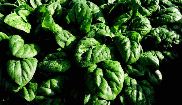 Seeds 'n Such Space Hybrid Spinach seed packet with 350 seeds, showing vibrant green spinach leaves on the label.