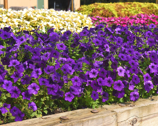 E3 Easy Wave Blue Hybrid Spreading Petunia seeds packet from Seeds 'n Such, with five seed pellets for vibrant garden blooms.