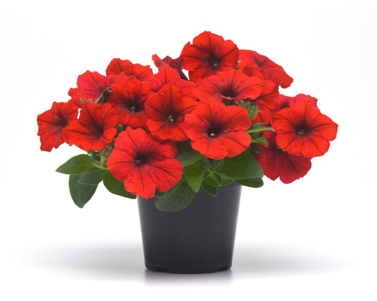Red hybrid spreading Petunia from E3 Easy Wave by Seeds 'n Such, shown in a seed packet with five pellets.