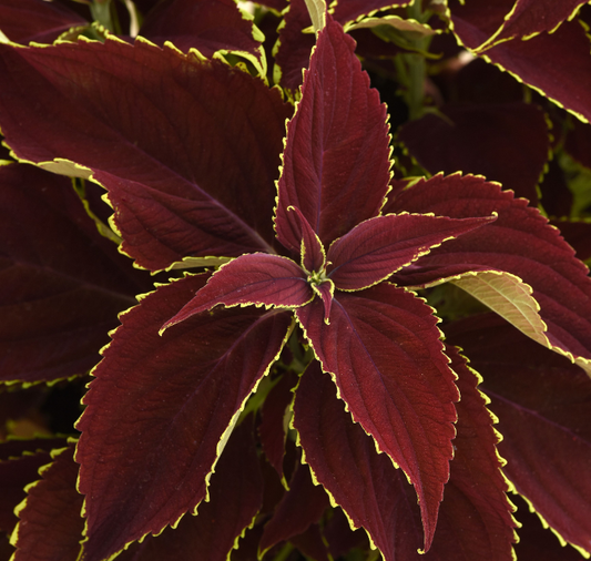 Packet of Seeds 'n Such Premium Sun Ruby Hearts Coleus seeds showing five pellet sections for planting.