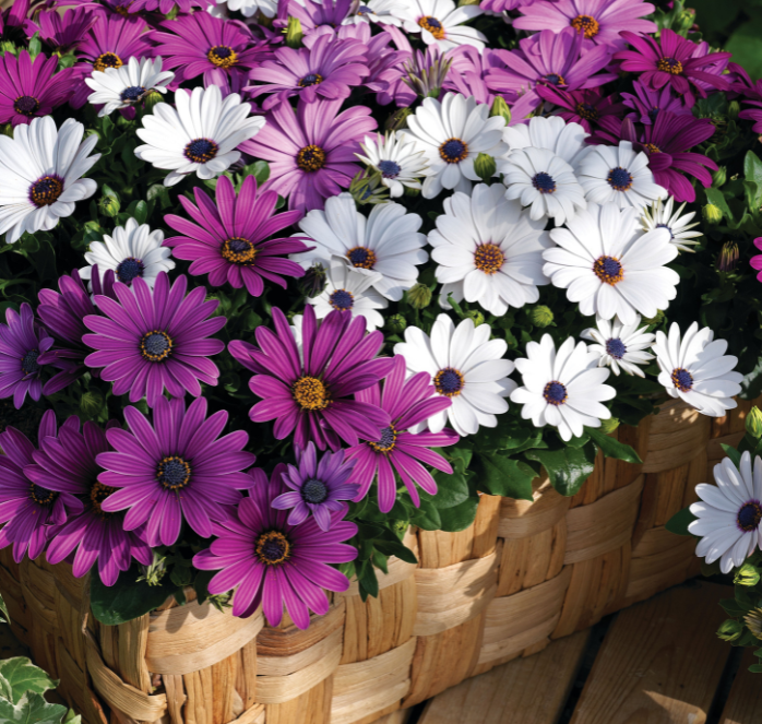 A packet of Seeds 'n Such Asti Hybrid Mix Osteospermum seeds showing five seed grains in a clear packet.