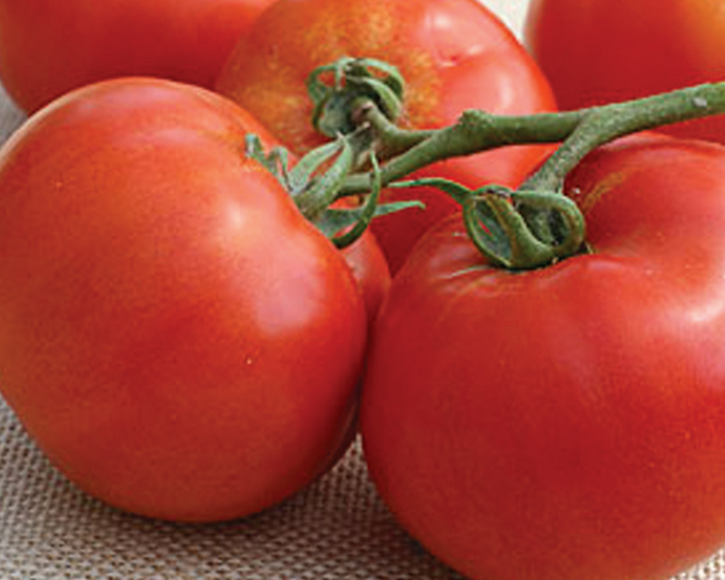 Packet of BHN 589 hybrid tomato seeds from Seeds 'n Such, showing a clear view of the seed packet with seeds inside.