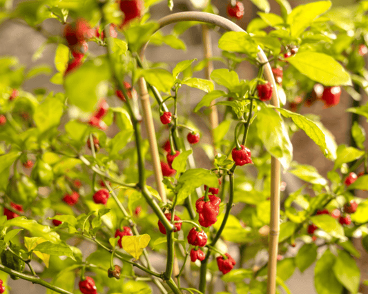 Carolina Reaper Super-Hot Pepper Seeds - Blessings Grow Meadows