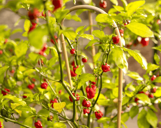 Packet of Carolina Reaper Super-Hot Pepper Seeds from Seeds 'n Such, featuring small seed grains for planting hot pepper plants.