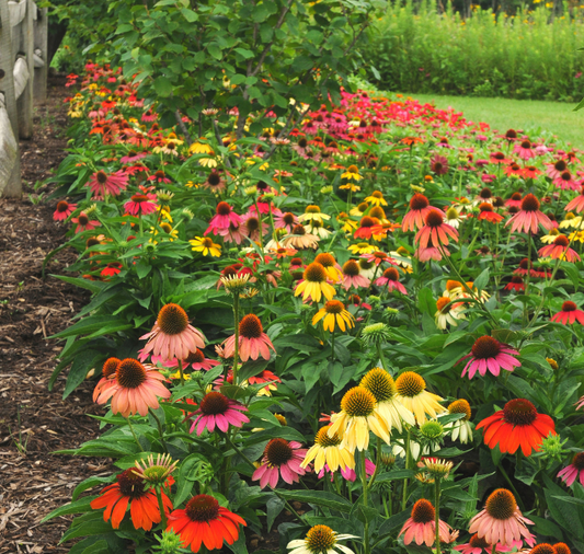 Packet of Seeds 'n Such Cheyenne Spirit Echinacea seeds showing bright orange petals and green seed packet for planting.