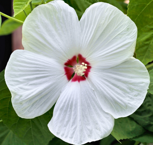 Packet of Disco Belle Hybrid Mix Hibiscus Seeds by Seeds 'n Such showing colorful seed packet with hibiscus flower illustrations.