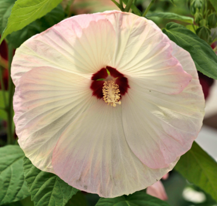 Packet of Seeds 'n Such Disco Belle Hybrid Mix Hibiscus seeds showing colorful flower images on the packet.