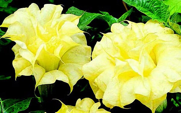 Packet of Seeds 'n Such Double Golden Angels Trumpet seeds showing five seed packets for growing vibrant, fragrant trumpet flowers.