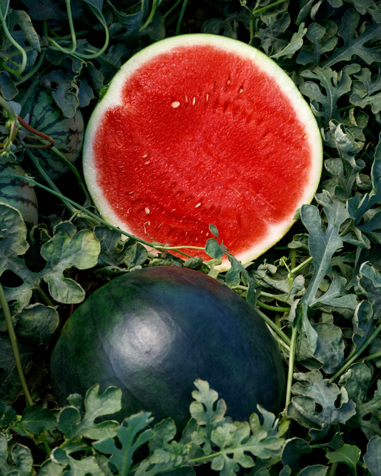 Packet of Seeds 'n Such Eclipse Seedless Hybrid Watermelon Seeds showing five seeds in a clear packet.