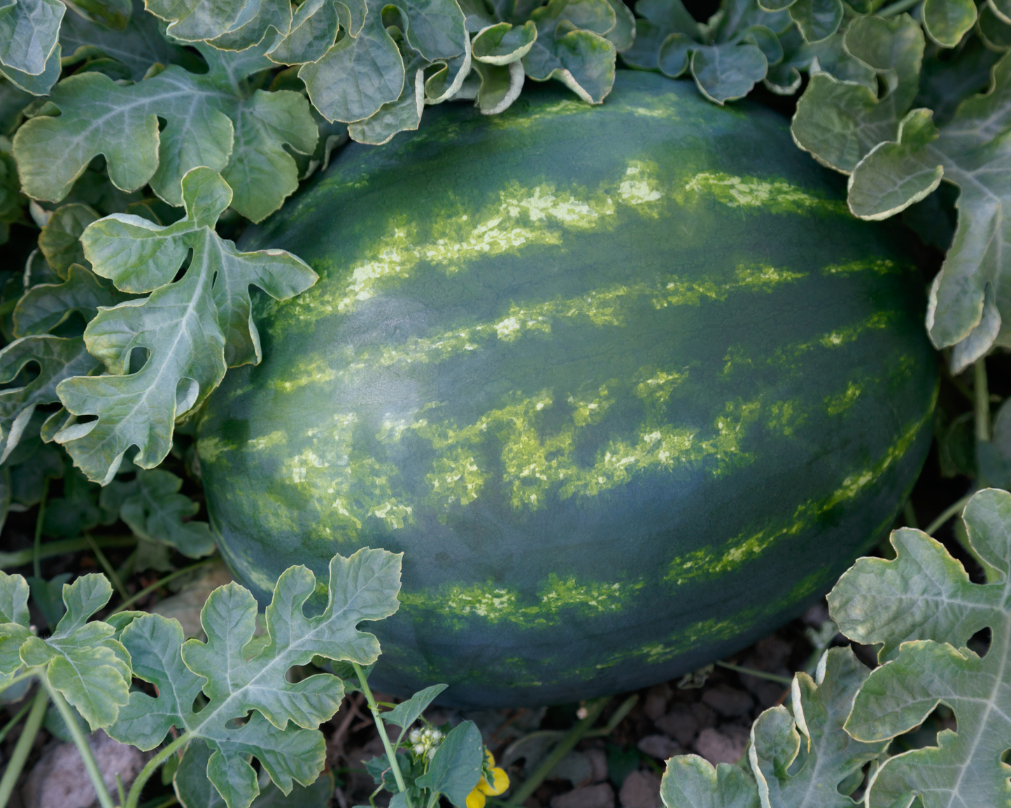 Packet of El Capitan Seedless Hybrid Watermelon Seeds from Seeds 'n Such, showing bright seeds and colorful packaging.