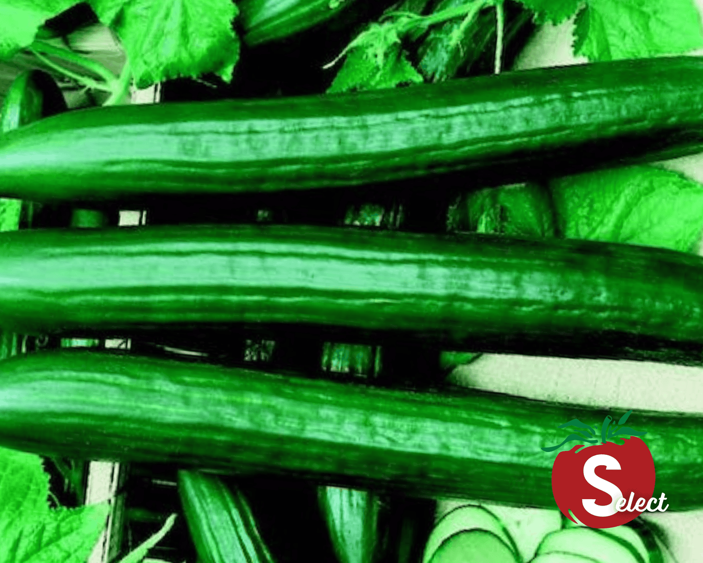Packet of Seeds 'n Such English Sweet Long Slim Hybrid Cucumber Seeds showing 5 seeds in a colorful packet.