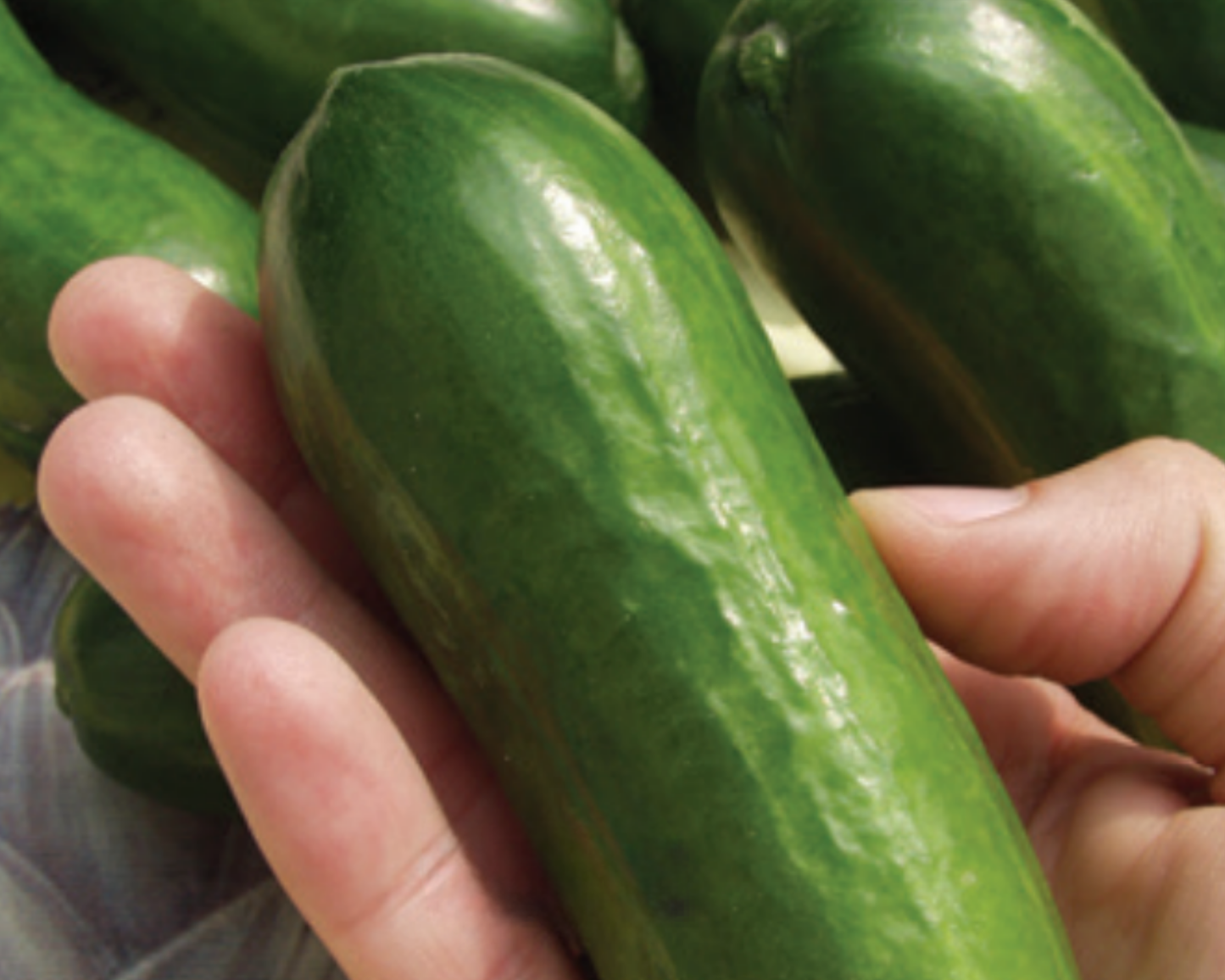 Packet of Seeds 'n Such Iznik Hybrid Cucumber Seeds showing five seeds in a clear packet for gardening.
