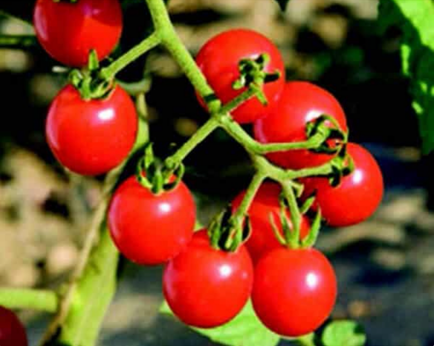 Packet of Seeds 'n Such Jasper Hybrid Tomato Seeds showing five seed packets for planting.