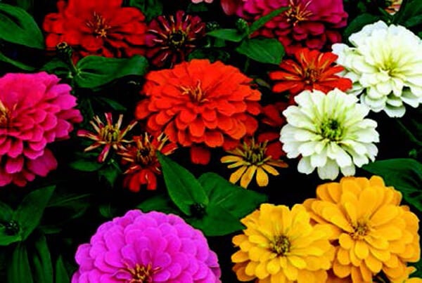 Magellan Hybrid Formula Mix Zinnia seeds in a Seeds 'n Such packet, showing colorful flower seeds ready for planting.