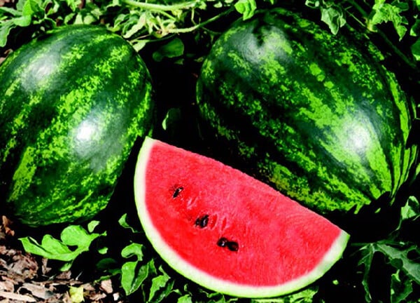 Mini Love Personal Hybrid Watermelon Seeds from Seeds 'n Such in a small packet, ideal for home watermelon planting.