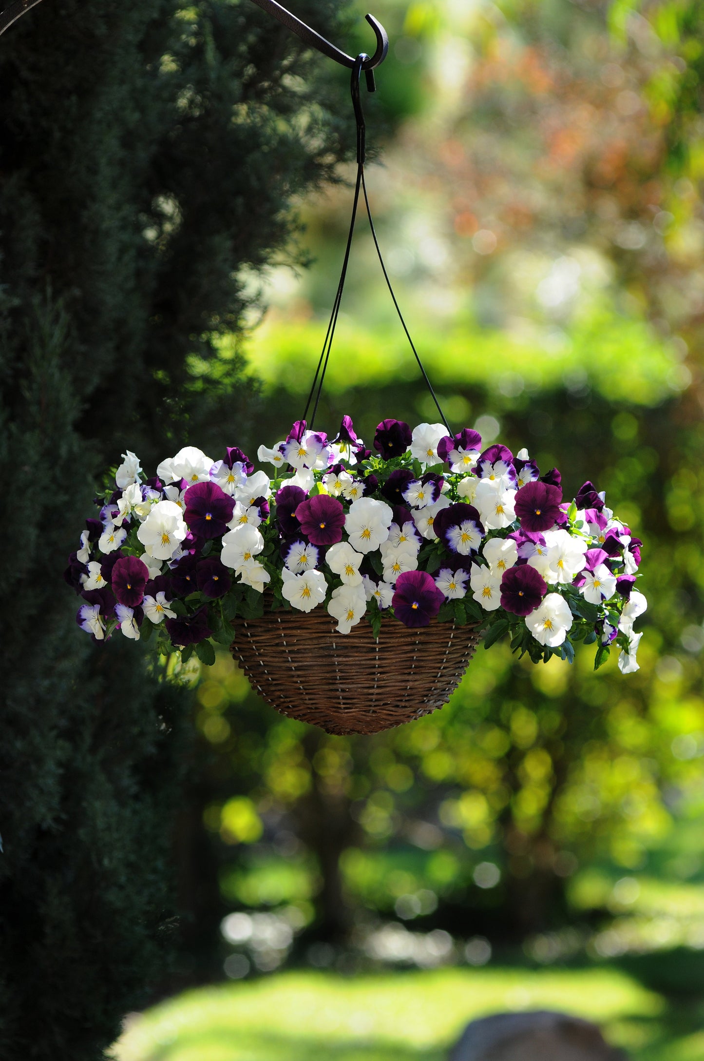 Packet of Seeds 'n Such Pansy Cool Wave Berries ‘n Cream Mix showing colorful flower seeds and packaging for planting.
