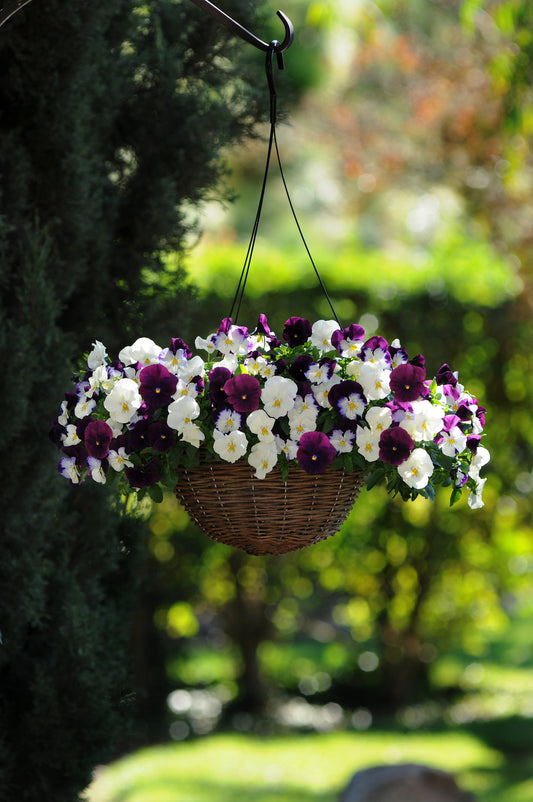 Packet of Seeds 'n Such Pansy Cool Wave Berries ‘n Cream Mix showing colorful flower seeds and packaging for planting.