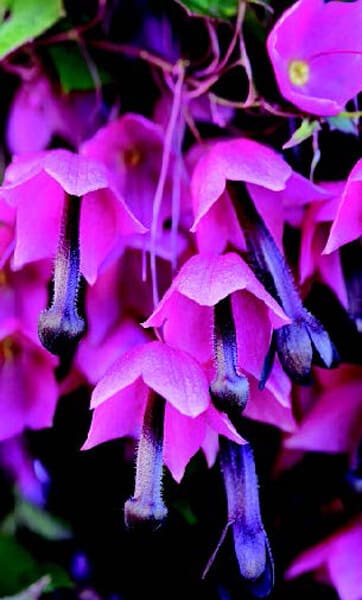 Purple Bells Rhodochiton seeds packet from Seeds 'n Such, featuring 5 seeds for growing vibrant purple flowering plants.