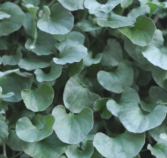 Packet of Seeds 'n Such Silver Falls Dichondra seeds featuring 5 seeds, healthy green leaves, and silver foliage for gardening.